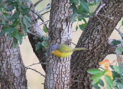 Telophorus sulfureopectus similis