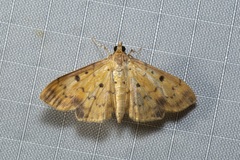 Herpetogramma cynaralis