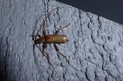 Eburida quadriguttata