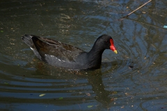 Gallinula tenebrosa tenebrosa