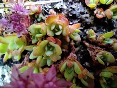 Hylotelephium cyaneum