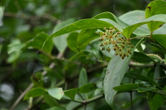 Smilax ovalifolia