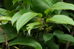Smilax ovalifolia