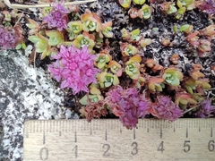 Hylotelephium cyaneum