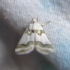 Schinia hulstia