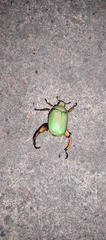 Chrysina macropus
