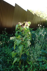 Amaranthus caudatus