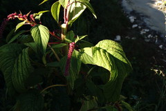 Amaranthus caudatus