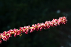 Amaranthus caudatus