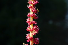 Amaranthus caudatus