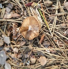 Inocybe subcarpta