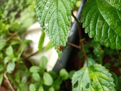 Coccinellidae