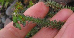 Euphorbia foliosa