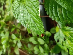 Coccinellidae