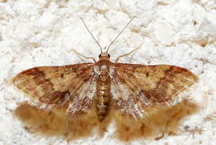 Idaea furciferata