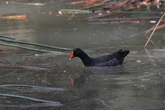Gallinula tenebrosa tenebrosa