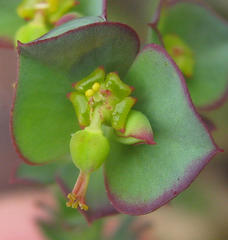 Euphorbia foliosa