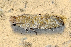 Pelochrista comatulana