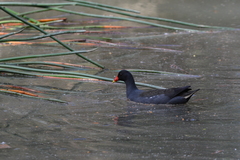 Gallinula tenebrosa tenebrosa