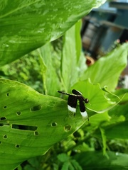 Neurothemis tullia