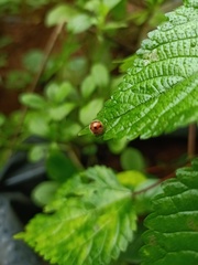 Coccinellidae