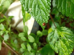 Coccinellidae