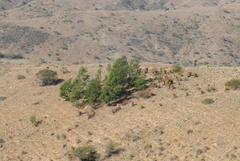 Aloe marlothii marlothii
