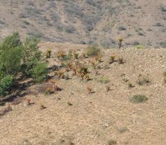 Aloe marlothii marlothii