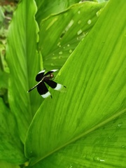 Neurothemis tullia