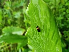 Phymatostetha deschampsi
