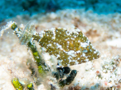 Stephanolepis setifer