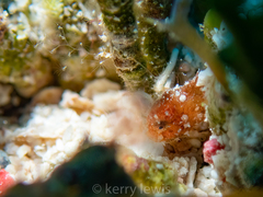 Antennarius pauciradiatus