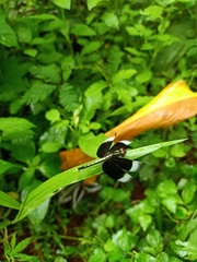 Neurothemis tullia