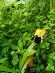 Neurothemis tullia