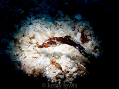 Amphelikturus dendriticus