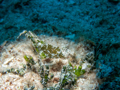 Stephanolepis setifer