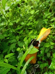 Neurothemis tullia