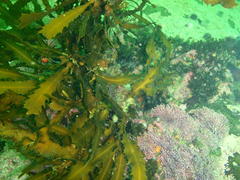 Anthophycus longifolius