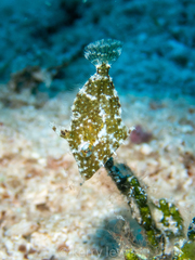 Stephanolepis setifer