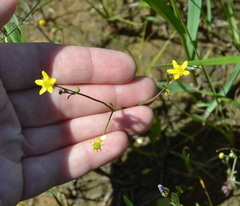 Ranunculus pusillus