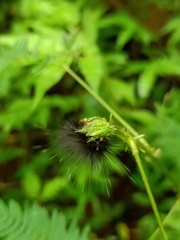Lepidoptera