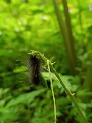 Lepidoptera