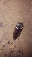 Elateridae