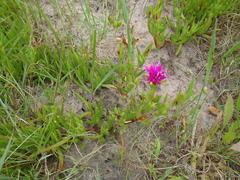 Lampranthus spectabilis