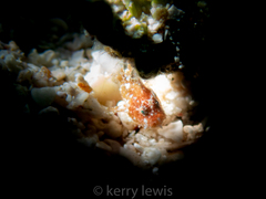 Antennarius pauciradiatus