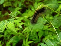 Lepidoptera