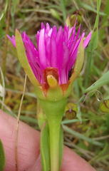 Lampranthus spectabilis