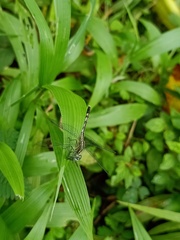 Diplacodes trivialis