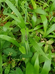 Diplacodes trivialis