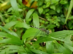 Diplacodes trivialis